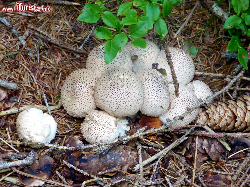 Immagine Funghi di foresta nei dintorni di Foppolo, Alpi bergamasche (Lombardia).