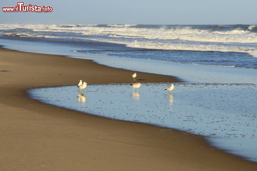 Immagine Gabbiani sulla spiaggia a Montauk Point, New York. Sullo sfondo, le onde dell'oceano lambiscono il litorale sabbioso.