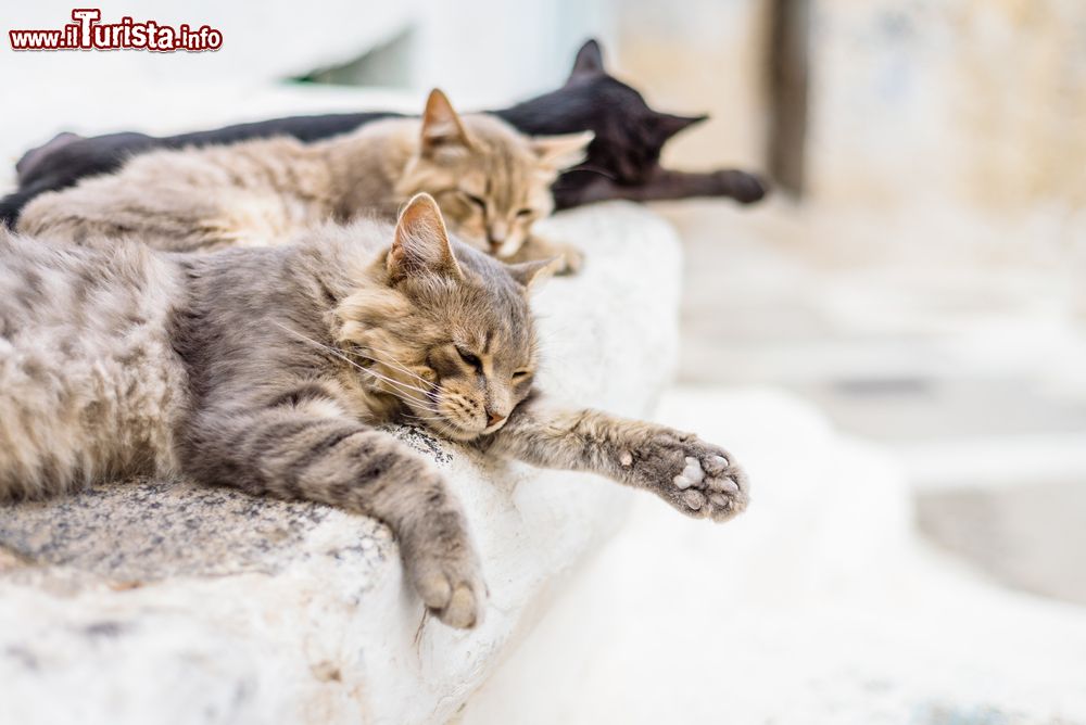 Immagine Gatti in relax sui gradini di una casa nell'isola di Nisyros, Dodecaneso, Grecia. In molti villaggi greci sono proprio questi graziosi felini a dare il benvenuto a turisti e visitatori.