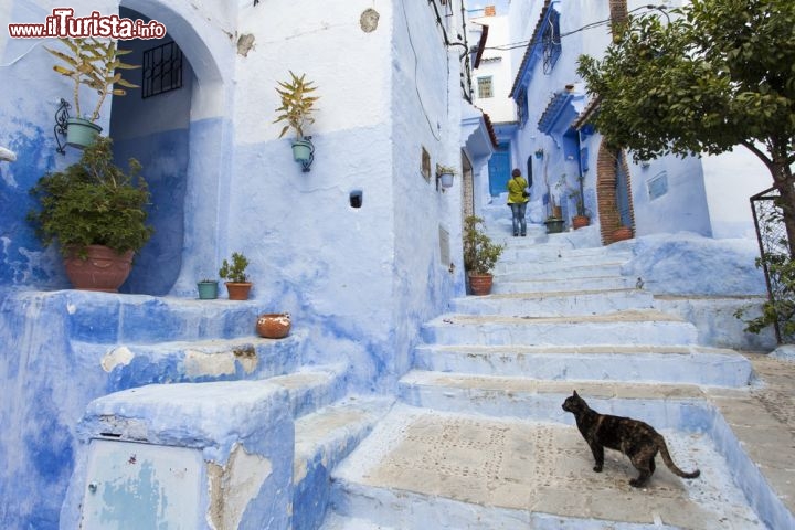 Immagine Un gatto solitario nel borgo blu di Chefchaouen. La splendida medina si trova nel nord del Marocco - © danm12 / Shutterstock.com