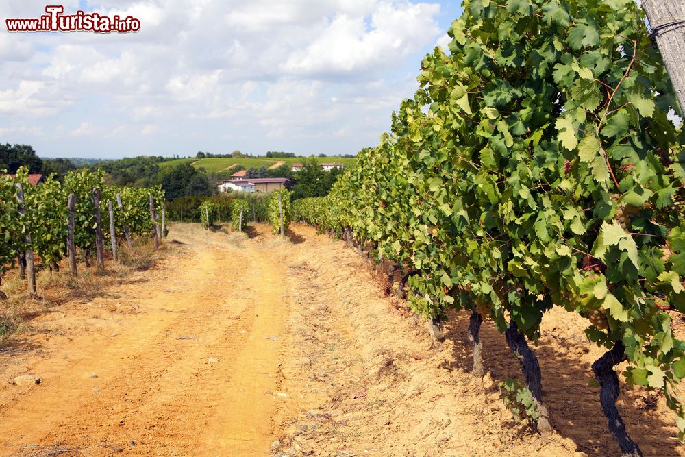 Immagine Gavi famosa per il suo vino nel sud del Piemonte