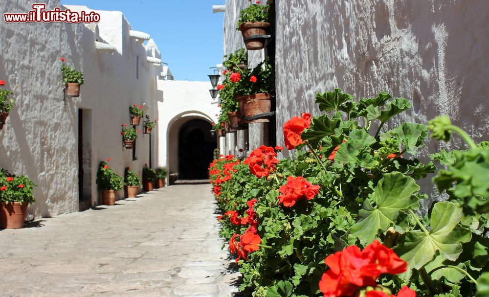 Immagine Gerani rossi in una strada del convento di Santa Catalina a Arequipa, Perù.