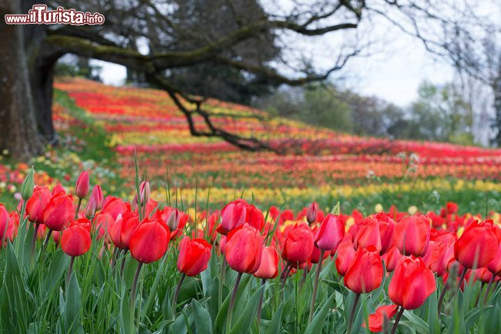 Immagine Giardini dell'isola di Mainau, Germania: tulipani fioriti.