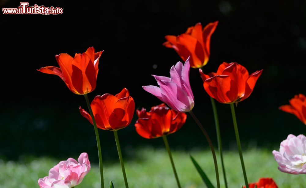 Immagine Giardinity Primavera: 70 mila tulipani in fiore a Villa Pisani Bolognesi Scalabrin (Vescovana, Padova) - © Silvano N. Bretini