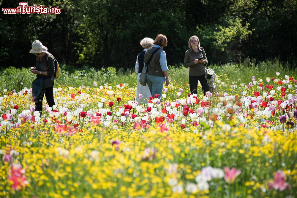 Giardinity primavera - I Bulbi di Evelina Pisani Vescovana