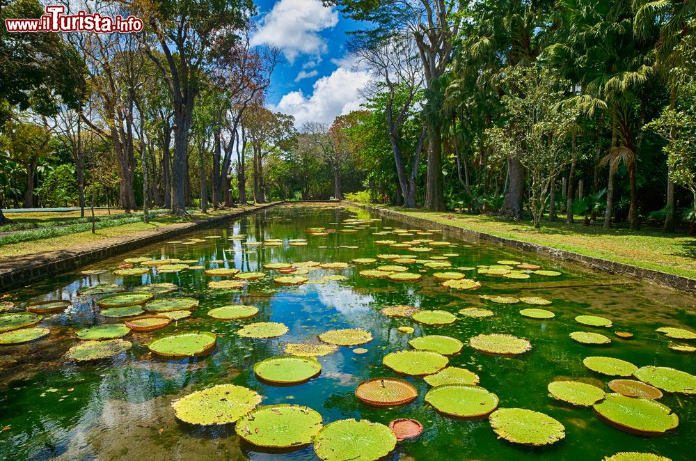 Immagine Il Giardino botanico di Pamplemousses a Mauritius, dedicato a Sir Seewoosagur Ramgoolam un magnifico parco da visitare