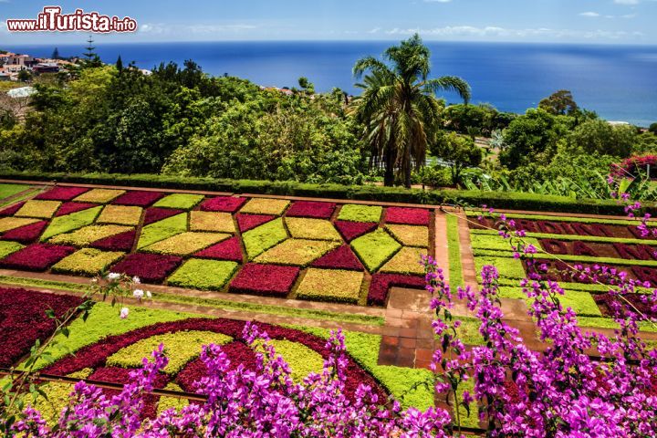 Immagine Il giardino botanico di Funchal, Madeira (Portogallo) - Non sono affatto rare le zone verdi a Madera, costellata al contrario di zone sublimi che propongono piante rare, fiori autoctoni e vegetazione esotica. Tra tutti il giardino botanico di Funchal ha però un tocco di classe in più. Sarà per le sue disposizioni che riesce a proporre in modo delizioso (come si può vedere dall'immagine) dando un tocco geometrico che sembra essere contornato da una matita e dal righello o sarà per gli accostamenti cromatici così vincenti, dove il lilla, il porpora e le sfumature del verde riescono a sposarsi in una bellezza trascinante. In ogni caso l'impatto scenografico risulta decisamente sublime - © Vlada Z / Shutterstock.com