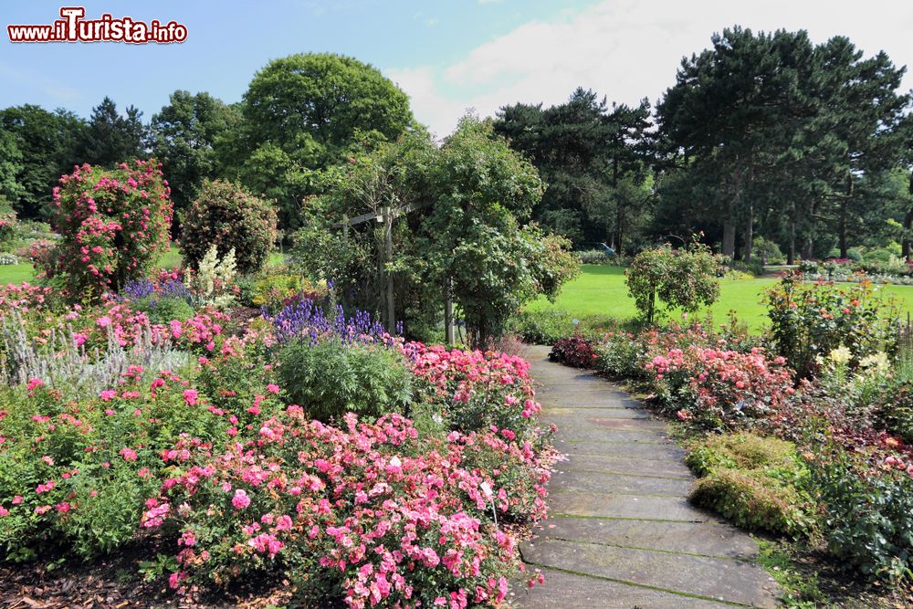 Immagine Giardino di rose fiorite in Westfalenpark a Dortmund, Germania. Westfalenpark ospita un vasto roseto, un trenino, una torre con ponte di osservazione, un caffé ed eventi all'aperto.