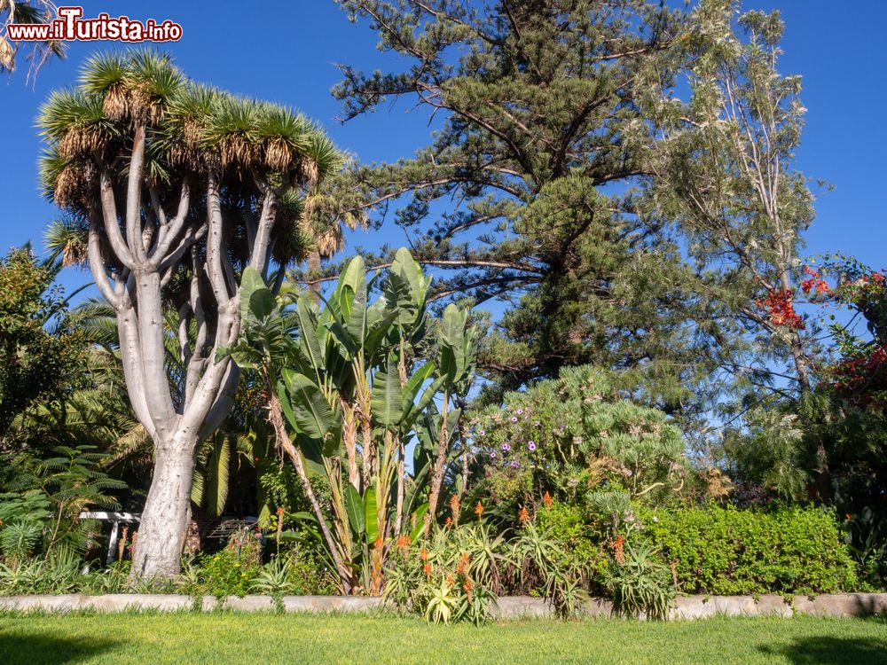 Immagine Giardino tropicale a Puerto de la Cruz, Tenerife, Isole Canarie, Spagna. Fu istituito nel 1788 per volere di re Carlo III° e progettato un paio di anni più tardi dall'architetto Diego Nicolas Eduardo: al suo interno vi sono piante tropicali e subtropicali su un terreno di 20 mila metri quadrati.
