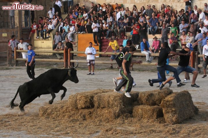 Immagine Giochi taurini nella fortezza di Aigues Mortes, Francia - Oltre ad un tour della città fortificata, a chi si reca a Aigues Mortes si consiglia una visita alle cantine con degustazione di vini des Sables, attività sportive come windsurf e wakeboard, passeggiate alla scoperta delle botteghe d'arte oltre che assistere a spettacoli con giochi degli imponenti tori dal manto scuro tipici di questa regione © Pierre-Jean Durieu / Shutterstock.com