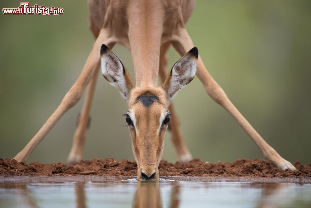 Immagine Un giovane impala (Aepyceros melampus) si abbevera a una pozza di acqua al Karongwe Conservancy, provincia di Limpopo, Sudafrica.