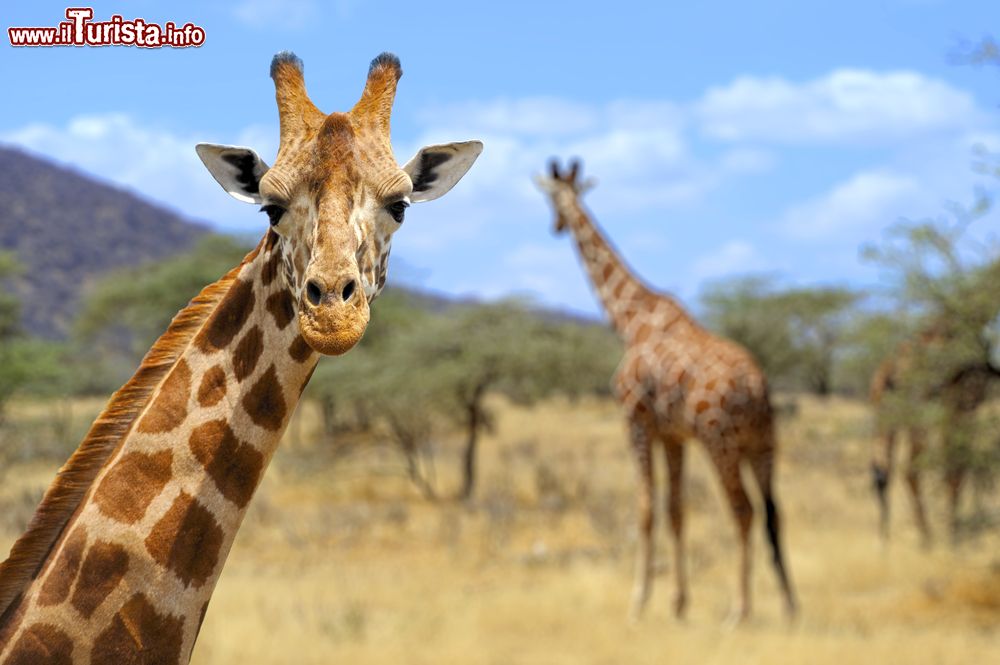Immagine Giraffe all'Amboseli National Park, Kenya. E' il mammifero più alto del mondo; il collo di una giraffa può arrivare ai 2,5 metri di lunghezza. Ma anche la lingua, caratteristica per la sua colorazione blu, non è da meno: varia dai 40 ai 60 cm.