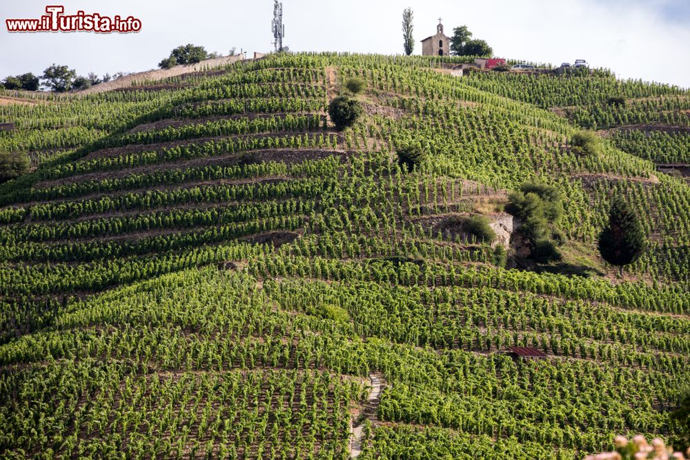 Immagine Gli splendidi vigneti della maison Chapoutier Crozes a Tain-l'Hermitage, valle del Rodano, Francia.