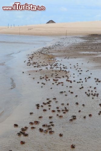 Immagine Distesa di granchi a Cabure, spiaggia del Brasile