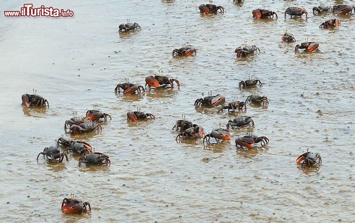 Immagine Granchi con grossa chela a Cabure (Barreirinhas) in Brasile