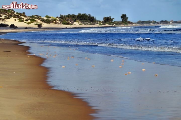 Immagine Granchi sulla spiaggia di Shela a Lamu, Kenya - la lunga spiaggia di Shela è una tappa obbligata per chi visita l' isola di Lamu, sita nell'omonimo arcipelago circondato dall'oceano Indiano. Lungo i 13 chilometri di Shela Beach, c'è inoltre il cuore occidentale dell'isola: hotel e resort di lusso che assicurano una vacanza da sogno sotto il sole dell'Africa.  - © Przemyslaw Skibinski / Shutterstock.com