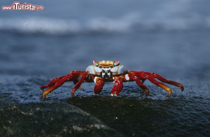Immagine Fra le specie faunistiche che trovano il loro habitat naturale nell'arcipelago delle Galapagos ci sono anche simpatici e colorati granchi come quello fotografato su una roccia lavica lungo una spiaggia - © bikeriderlondon / Shutterstock.com