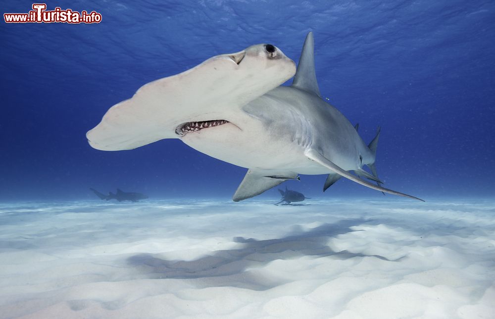 Immagine Un grande esemplare di squalo martello mentre nuota sul fondale sabbioso vicino a Bimini, Bahamas.