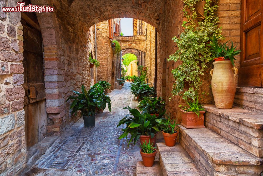 Immagine Graziose piante in vaso in una stretta viuzza del centro storico di Spello, Umbria.