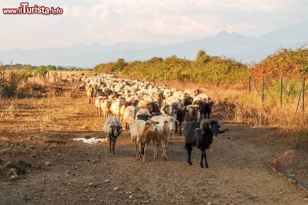 Immagine Gregge di pecore nelle campagne intorno a Ghisonaccia, in Corsica