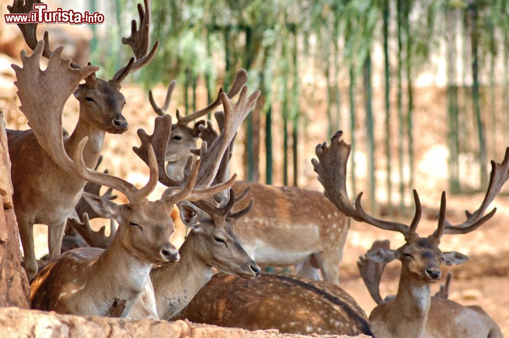 Immagine Gruppo di cervi fotografati durante il percorso in auto nello Zoosafari di Fasano in Puglia.