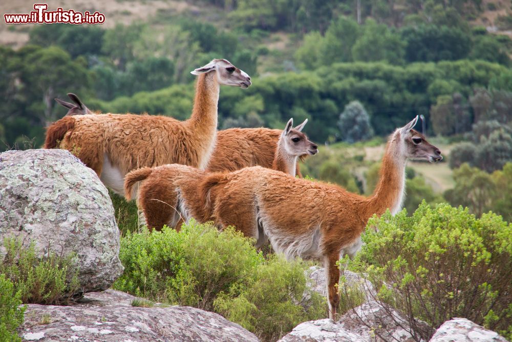 Immagine Guanacos fotografati sulle colline dei dintorni di Tandil in Argentina