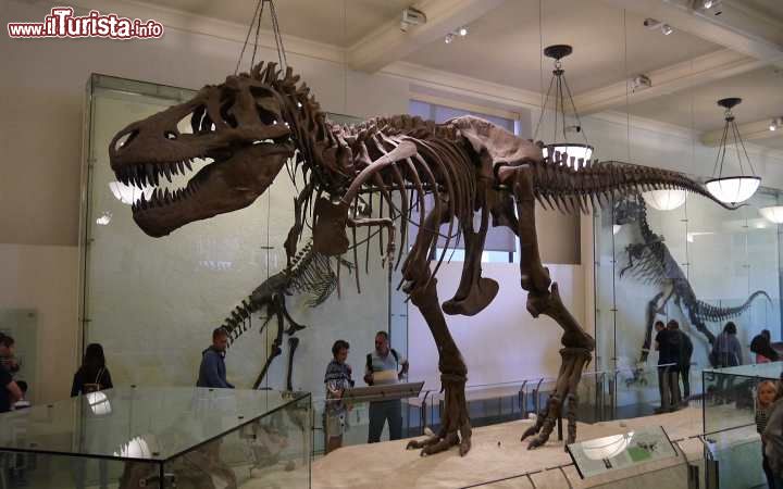 Immagine Il Museo di Storia Naturale a New York CIty, Stati Uniti. Se avete visto il film "Una notte al Museo" riconoscerete subito il dinosauro che si trova all'ingresso dell'American Museum of Natural History. Situato nei pressi di Central Park, questo museo non solo è uno dei più grandi della città ma anche uno dei più importanti e ricchi di storia naturale al mondo