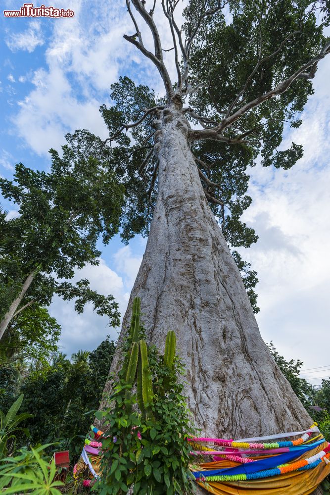 Immagine Huge, l'antico albero della gomma al villaggio di Baab Tai sull'isola di Koh Pha Ngan, Thailandia. E' considerato un simbolo di vita per la sua longevità.