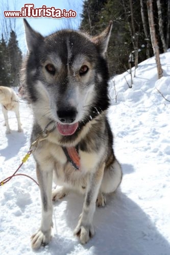 Immagine Husky a Les Eboulements: un'attività da non perdersi per nessuna ragione durante uina vacanza nello Charlevoix è la gita con i cani da slitta nei boschi innevati attorno a Les Éboulements.