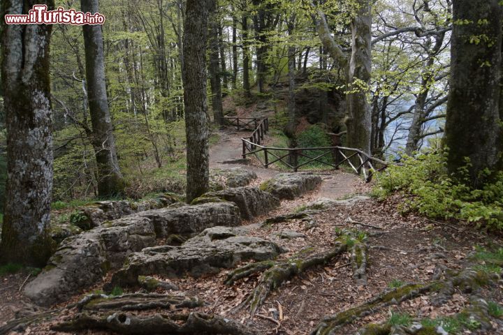Immagine I boschi attorno al santuario della Verna, provincia di Arezzo, Toscana. Di grande interesse naturalistico è proprio la foresta monumentale di quest'area che, grazie anche ai frati francescani che l'hanno curata nel corso dei secoli, è arrivata sino ai giorni d'oggi in perfetto stato di conservazione  - © 187622846 / Shutterstock.com