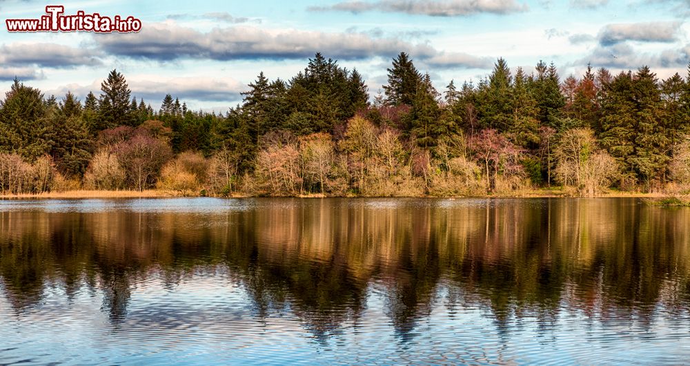 Immagine I boschi dell'Hillsborough Forest Park a Lisburn, Irlanda del Nord.