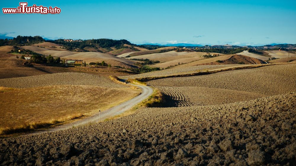 Immagine I campi arati delle colline dorate di Lajatico in Toscana