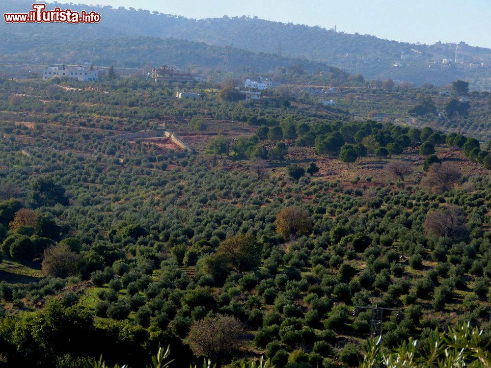 Immagine I campi verdi di Balqa Heights in Giordania, anche conosciuta come Al-Salt. Questa località è famosa soprattutto per il suo terreno fertile che produce frutta e vegetali.