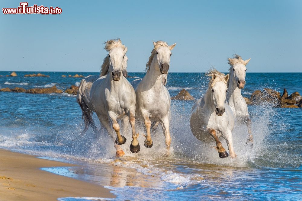 Immagine I Cavalli bianchi della Camargue corrono liberi su di una spiaggia della Provenza in Francia