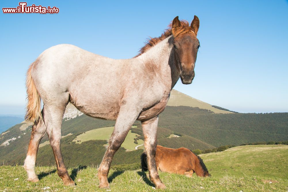 Immagine I cavalli tipici della regione del monte Catria, regione Marche