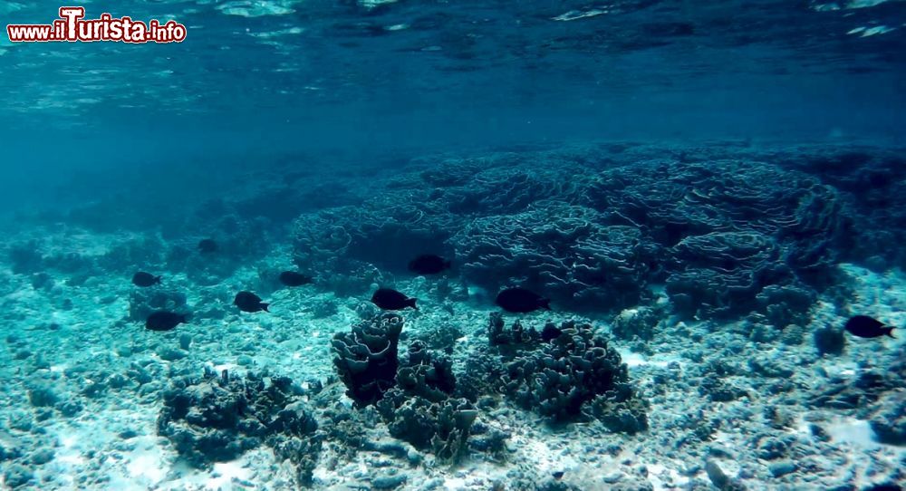 Immagine I coralli a forma di rosa una delle attrazioni delle Maldive: siamo a Fehendhoo, nell’atollo di Baa