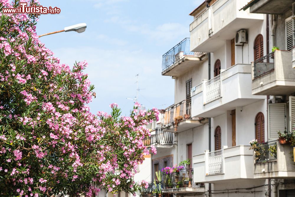Immagine I fiori profumati di un oleandro a Giardini Naxos, Sicilia, in estate. Sulla destra, le case affiacciate su via Vittorio Emanuele.