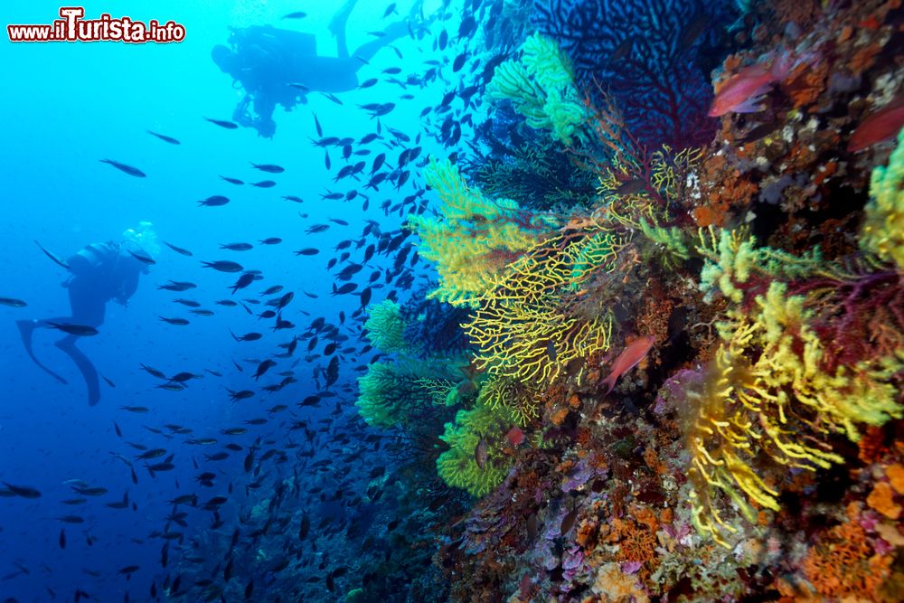 Immagine I fondali spettacolari di Lagosta, ideali per compiere immersioni nelle acque dalmate in Croazia