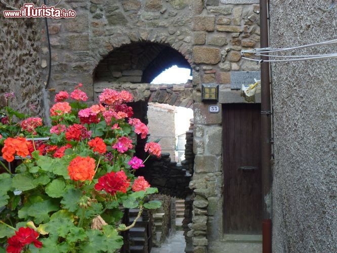 Immagine I vasi di gerani abbelliscono le stradine del borgo medievale di Giglio Castello