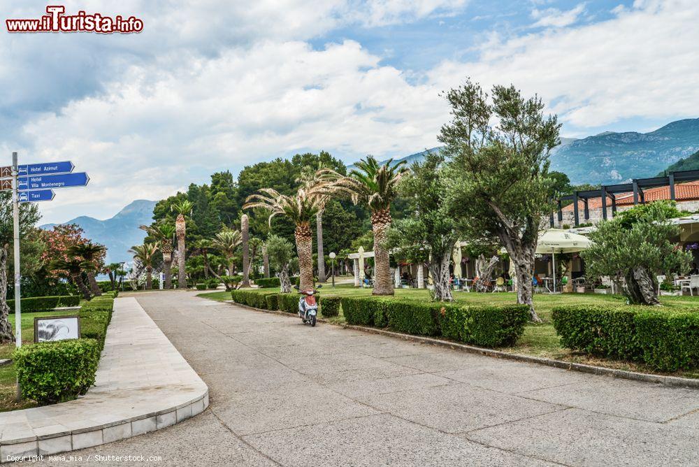 Immagine I giardini sull'isolotto di Sveti Stefan, Montenegro, in una bella giornata estiva - © mama_mia / Shutterstock.com