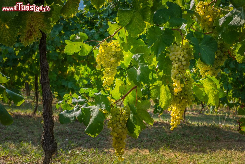 Immagine I grappoli di uva da dove verrà prodotto il Prosecco di Conegliano