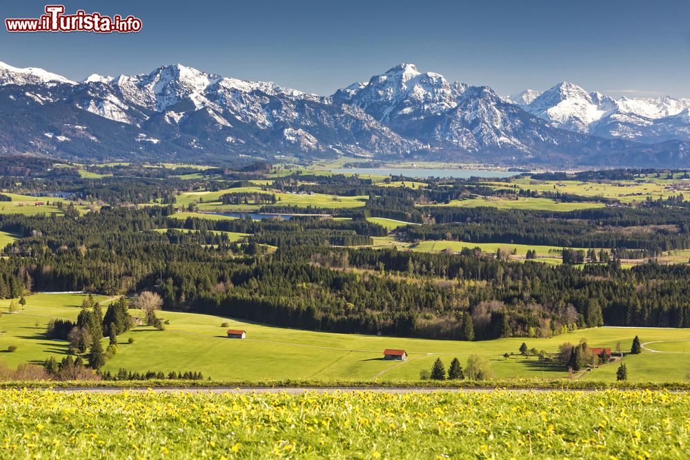 Immagine I paesaggi bucolici dell'Algovia in Germania, con le Alpi sullo sfondo. Siamo in Baviera
