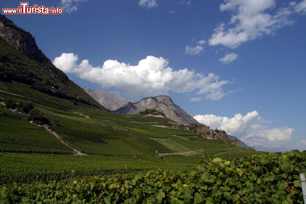 Immagine I paesaggi del Vallese vicino a Saillon sono trapuntati di vigneti.