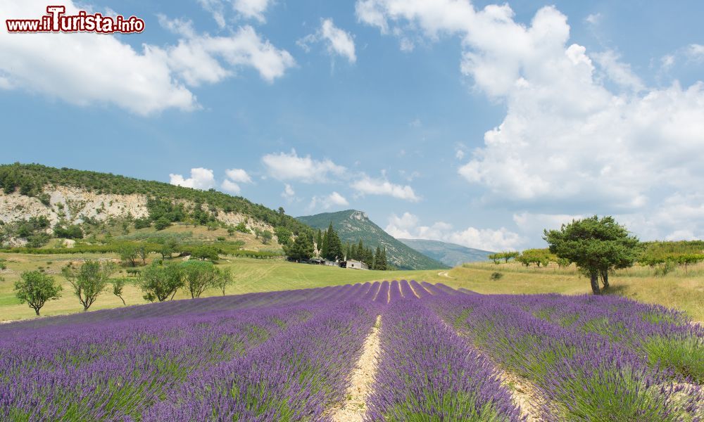 Immagine I Panorami della Drome  con i campi di Lavanda