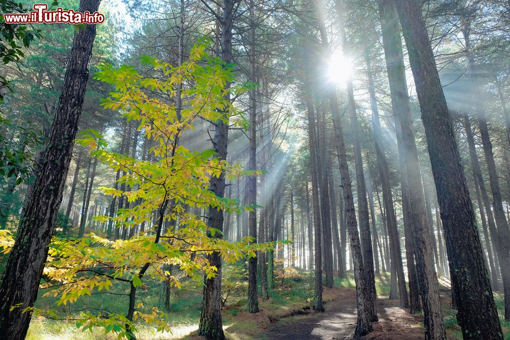 Immagine I raggi del sole in autunno in una pineta sull'Etna nei pressi di Adrano, Sicilia.