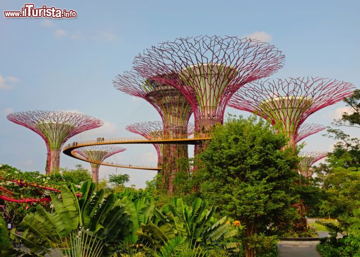 Immagine I supertree dei Gardens by the Bay: la fantascienza incontra la botanica in queste 18 strutture in calcestruzzo rivestite d'acciaio e da 163 mila piante. In realtà si tratta di enormi scarichi per le turbine che trattano le biomasse utilizzate per raffreddare le serre. Per una vista davvero mozzafiato salite e percorrete l'OCBC Skyway alto 22 metri che collega sei superalberi al Supertree Grove dove si acquistano i biglietti per questa paseggiata botanica. E per uno spettacolo ancora più suggestivo non perdertevi il Garden Rhapsody, spettacolo di luci e suoni in programma ogni sera fra le 19.45 e le 20.45 - © lidian Neeleman / Shutterstock.com