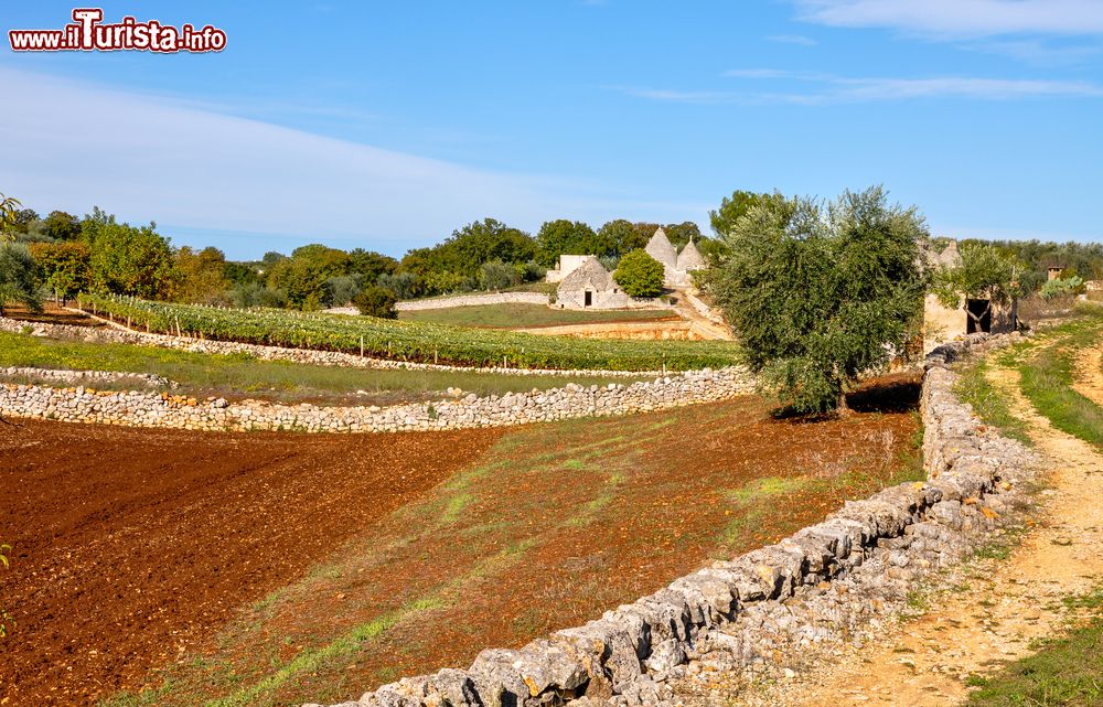 Immagine I trulli, tipiche case in pietra della Puglia, a Cisternino.