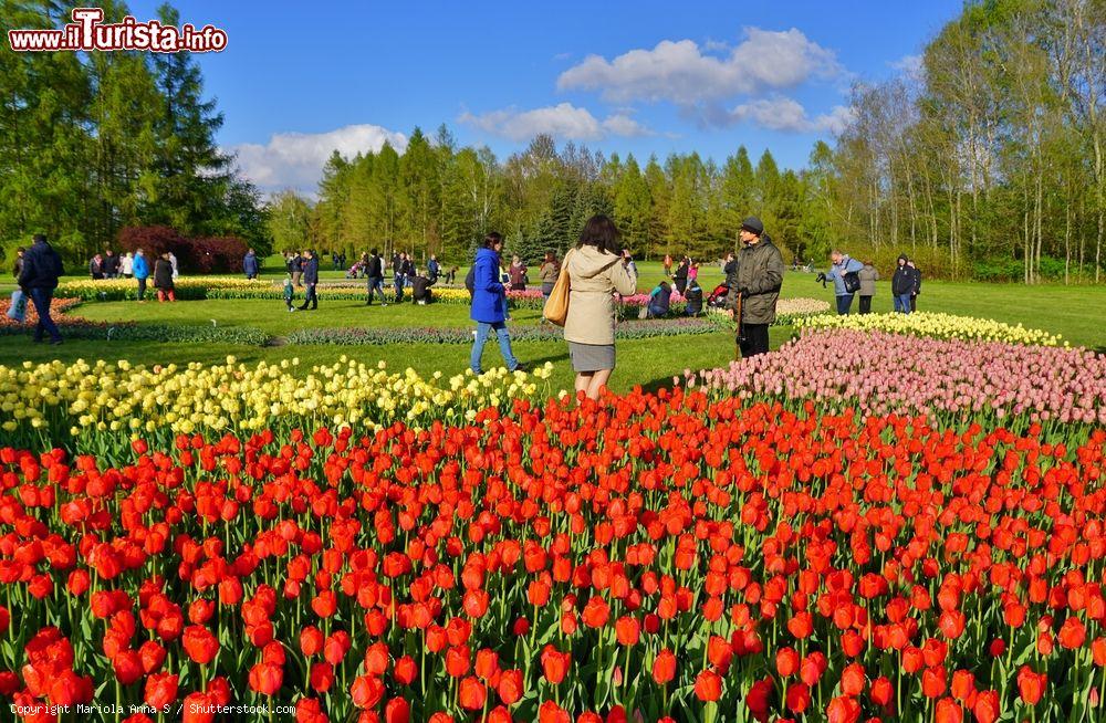 Immagine I tulipani nel Giardino Botanico di Lodz, Polonia. Qui ci sono circa 50 mila esemplari di questa allegra pianta colorata - © Mariola Anna S / Shutterstock.com