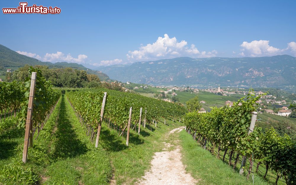 Immagine I vigneti che circondano Appiano vicino a Bolzano in Alto Adige