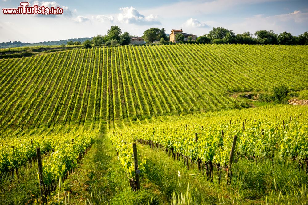 Immagine I vigneti del Chianti nel Comune di Gaiole in Chianti, Toscana. Questo territorio noto per la produzione del vino rosso Chianti si trova a cavallo fra Firenze, Siena e Arezzo.